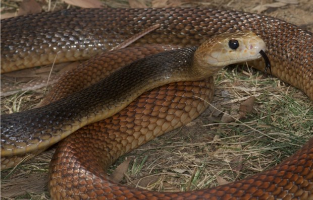 Прибрежный тайпан (лат. Oxyuranus scutellatus)