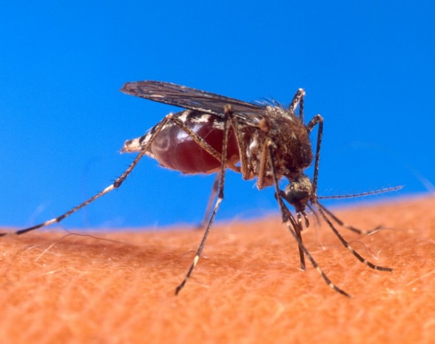 Комары рода Кусаки (лат. Aedes)