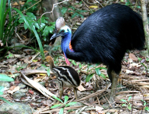 Казуары (лат. Casuarius)