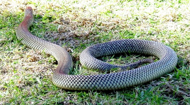 Королевская коричневая змея или Мульга (лат. Pseudechis australis)