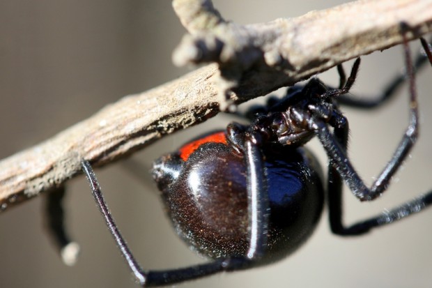 Паук «Черная вдова» (лат. Latrodectus mactans)